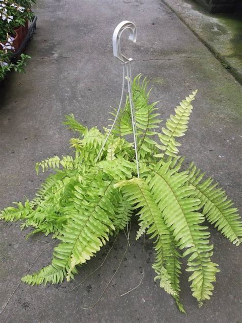 波士頓腎蕨風水|蕨類植物介紹：蕨類植物圖鑑懶人包 & 照顧方式一次。